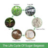 50 pcs 9 inch 100% Biodegradable Eco Friendly Organic Sugarcane Pulp Bagasse Dry Fruit Salad Plate - Image 3