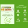 100% Compostable 5 Compartment Paper Plates, 100 Pack, 12.5 * 8.6 inch Disposable School Lunch Trays,Eco-Friendly Bagasse Plates - Image 3
